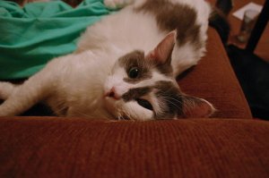 365234758_4c2bbd88e2.jpg
