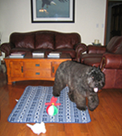 Dogsmssssss.jpg