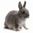 rabbit.jpg