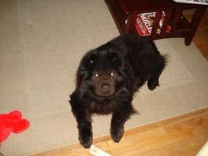 piju t puppy.jpg