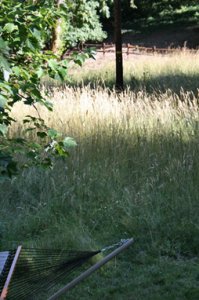 FirBackYardMeadow.jpg