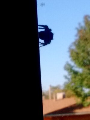 IMG_20200927_161607906.jpg