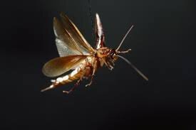 flyingroach.jpg