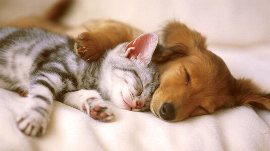 puppiesandkittens.jpg puppiesandkittens.jpg