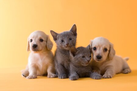puppies-kittens.jpg puppies-kittens.jpg