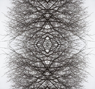 Kaleidoscope Tree-.jpg