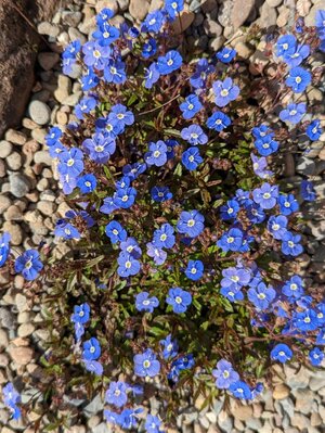 blue petals.jpg