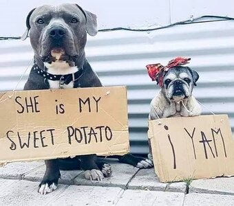 sweetpotato.jpg