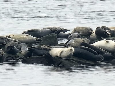 sealssandyhook.jpeg