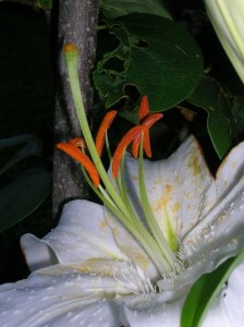 DSCN5210sm.jpg