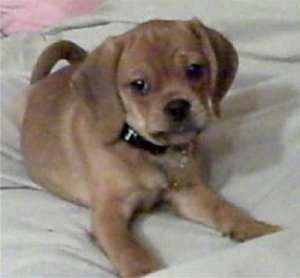 puggles12.jpg