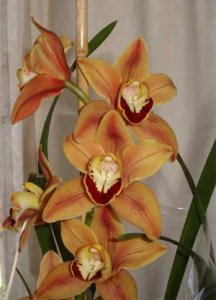 cymbidium-orchid-flowers.jpg