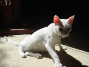 Sylvie 026.jpg