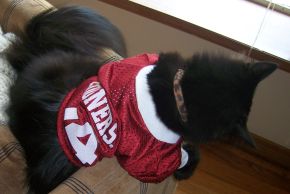 gamedaykitty.jpg
