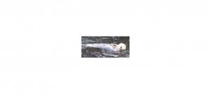 ottercuttie.jpg