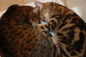 DSC_0009z.jpg