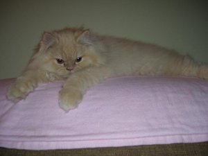francoisthecat.JPG