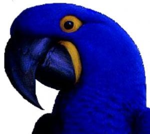 blue macaw.jpg