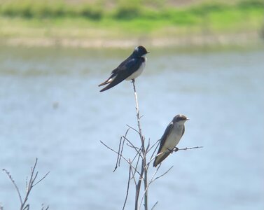 tree swallow.jpg