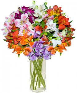 alstromeria assrt clors.jpg