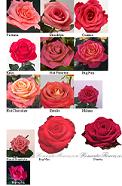 Flowers Roses.JPG