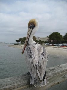 pelican1.JPG