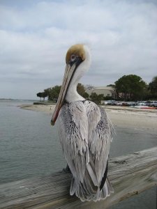 pelican1.JPG pelican1.JPG