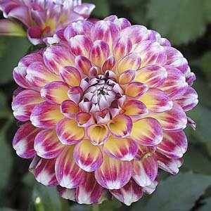 dahlias_of_ukraine.jpg