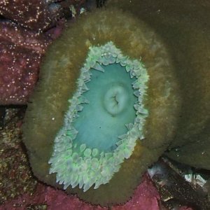 cbsb006.jpg