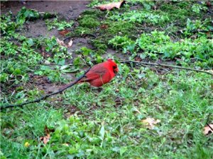 cardinalweb.JPG