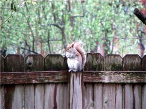 squirrelweb.JPG