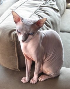 sunkittysmall.JPG