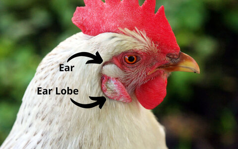 chicken-ear-location.jpg