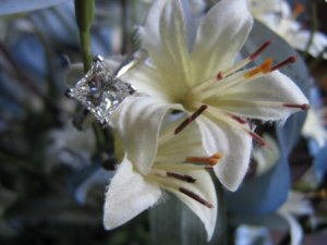 My Engagement Ring 025.jpg
