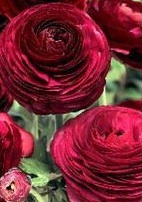 ranunculus .jpg