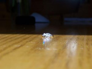 nanasring_rainbow_resized.JPG