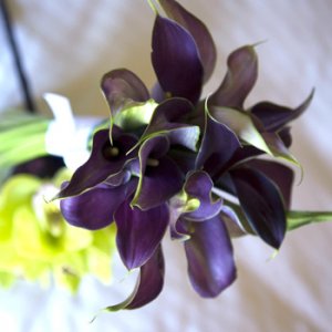 purplecalas.jpg