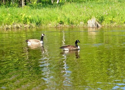 Canada Geese 017.jpg