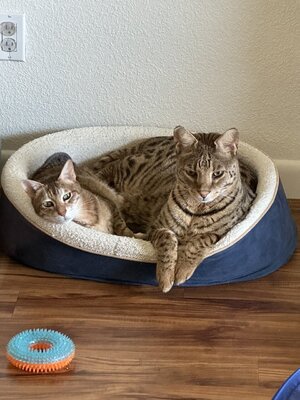 2bed.jpg