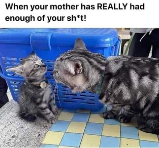 cat-mother-has-really-had-enough-sht-www.jpg