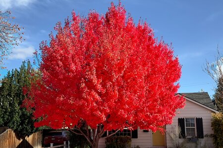 Super red tree1260.jpg