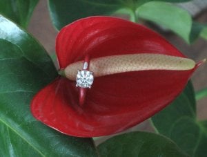 chickpeaflower1.jpg