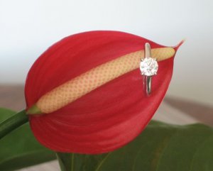 chickpeaflower.jpg
