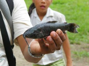 armoredcatfish.JPG