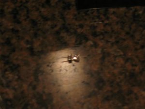 Fall 2007 417 (Small).jpg