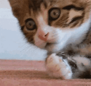 wthcat.gif