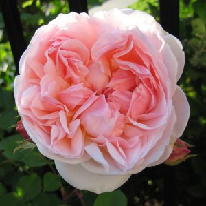 maraspringgarden2007f.jpg