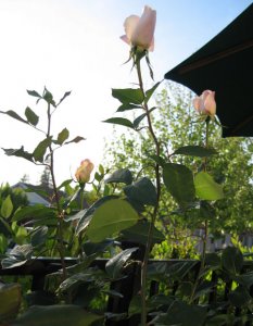 maraspringgarden2007g.jpg