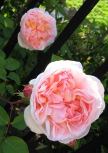 maraspringgarden2007h.jpg