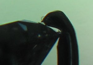 k9loupe.jpg